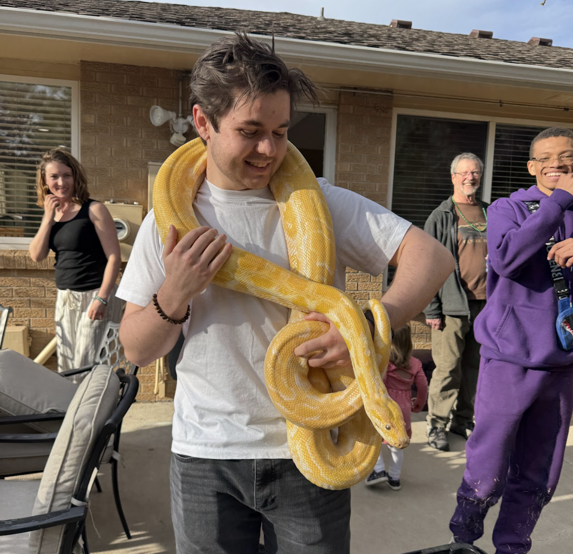 Burmese Python